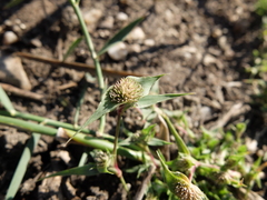 Sporobolus aculeatus