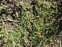 Sporobolus aculeatus