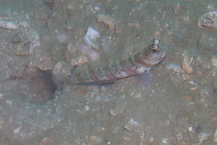 Amblyeleotris periophthalmus