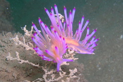 Coryphellina aurora