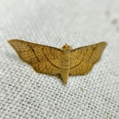Hypolamprus ypsilon