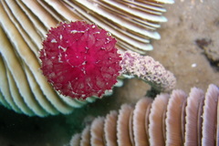 Oceanapia sagittaria