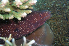 Gymnothorax meleagris