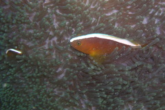 Amphiprion sandaracinos