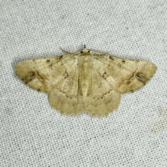Aeolochroma quadrilinea