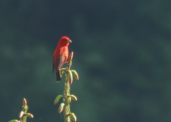 Carpodacus sipahi