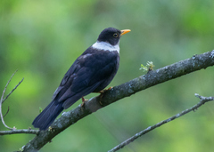 Turdus albocinctus