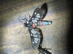 Metamicroptera rotundata