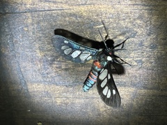 Metamicroptera rotundata