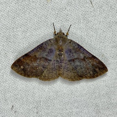 Ophyx eurrhoa