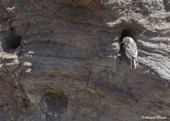 Pseudopodoces humilis