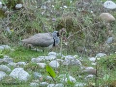 Ibidorhyncha struthersii