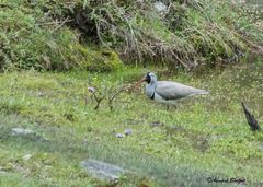 Ibidorhyncha struthersii