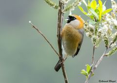 Pyrrhula erythrocephala