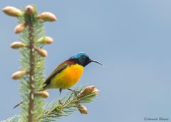 Aethopyga nipalensis