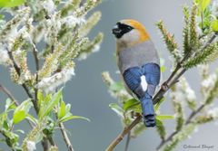 Pyrrhula erythrocephala