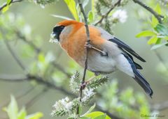 Pyrrhula erythrocephala