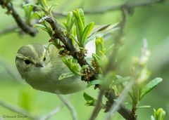Phylloscopus reguloides