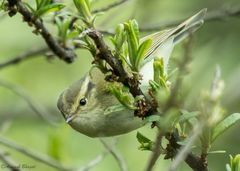 Phylloscopus reguloides