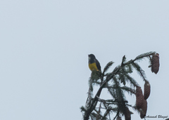 Dicaeum melanozanthum