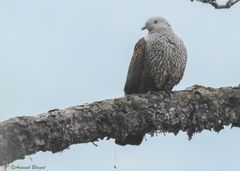 Columba hodgsonii