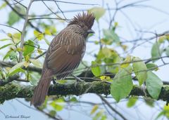 Grammatoptila striata