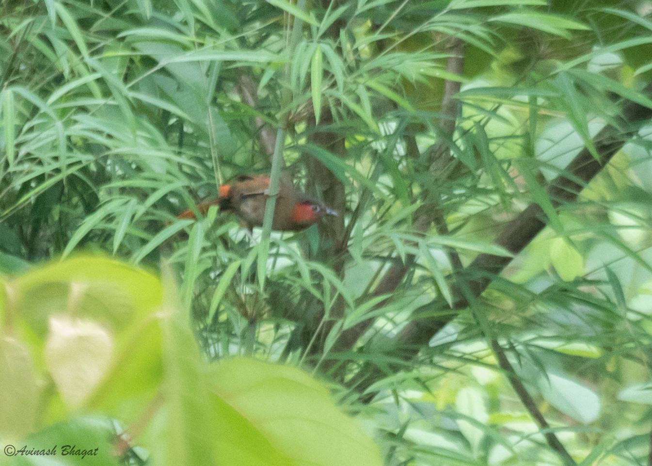 Red-faced Liocichla