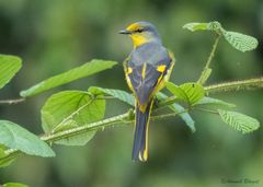 Pericrocotus brevirostris