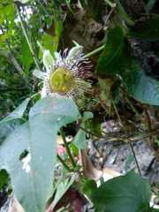 Passiflora adenopoda