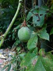 Passiflora adenopoda