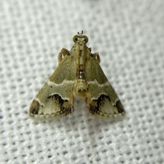 Arescoptera idiotypa