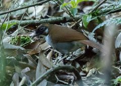 Pterorhinus caerulatus