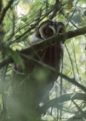 Strix leptogrammica