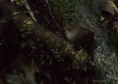 Pnoepyga pusilla