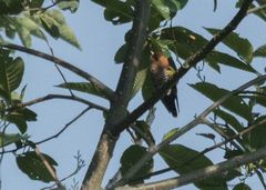 Chrysococcyx maculatus