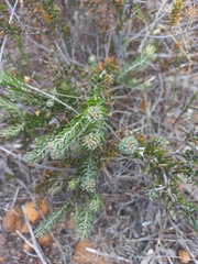 Trichocephalus stipularis