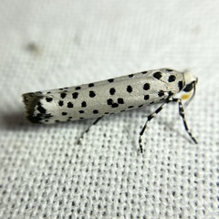 Yponomeuta internellus