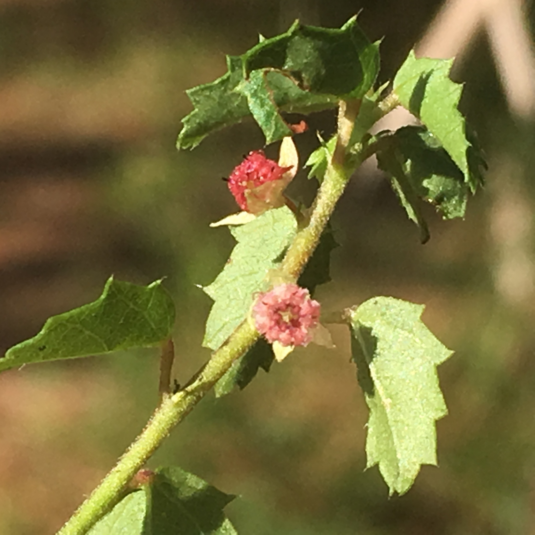 Ayenia euphrasiifolia