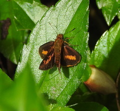 Oriens concinna