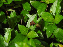 Oriens concinna