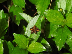 Oriens concinna