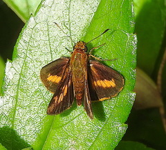 Oriens concinna