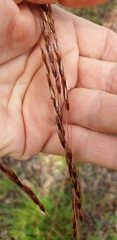 Sorghum leiocladum