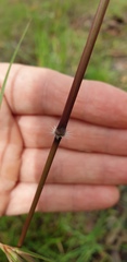 Sorghum leiocladum