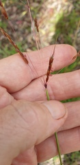 Sorghum leiocladum