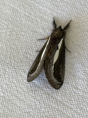 Paratuerta marshalli