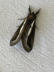 Paratuerta marshalli