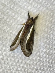 Paratuerta marshalli