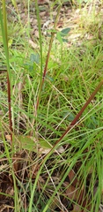 Sorghum leiocladum