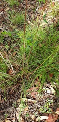 Sorghum leiocladum